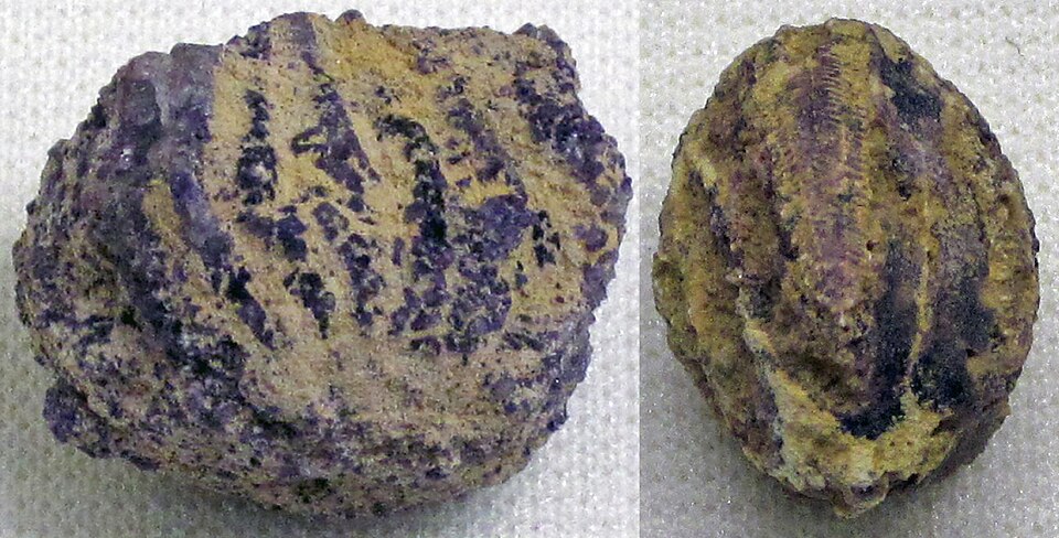Crinoide