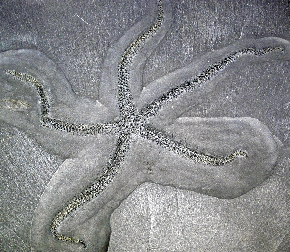 Trilobite